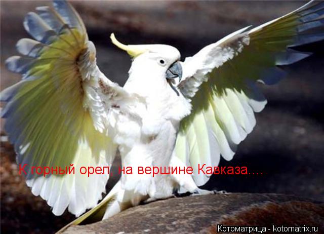 К горный орел, на вершине Кавказа....... Котоматрица: К горный орел, на вершине Кавказа....