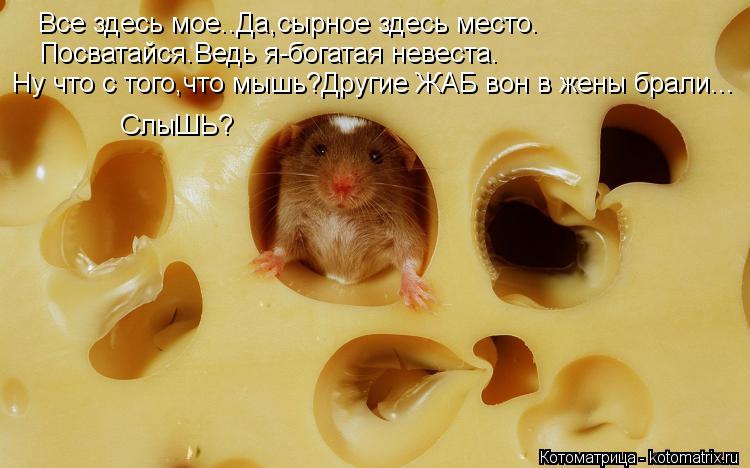 Котоматрица: Все здесь мое..Да,сырное здесь место. Посватайся.Ведь я-богатая невеста. Ну что с того,что мышь?Другие ЖАБ вон в жены брали... СлыШЬ?