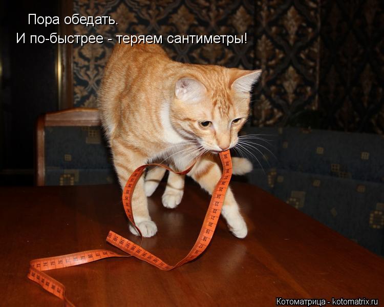 Котоматрица: Пора обедать. И по-быстрее - теряем сантиметры!