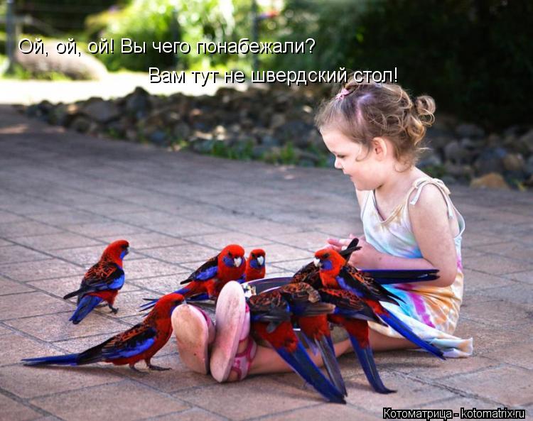 Котоматрица: Ой, ой, ой! Вы чего понабежали? Вам тут не швердский стол!