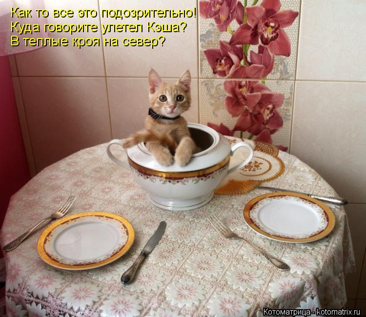 Котоматрица: Как то все это подозрительно! Куда говорите улетел Кэша? В теплые кроя на север?