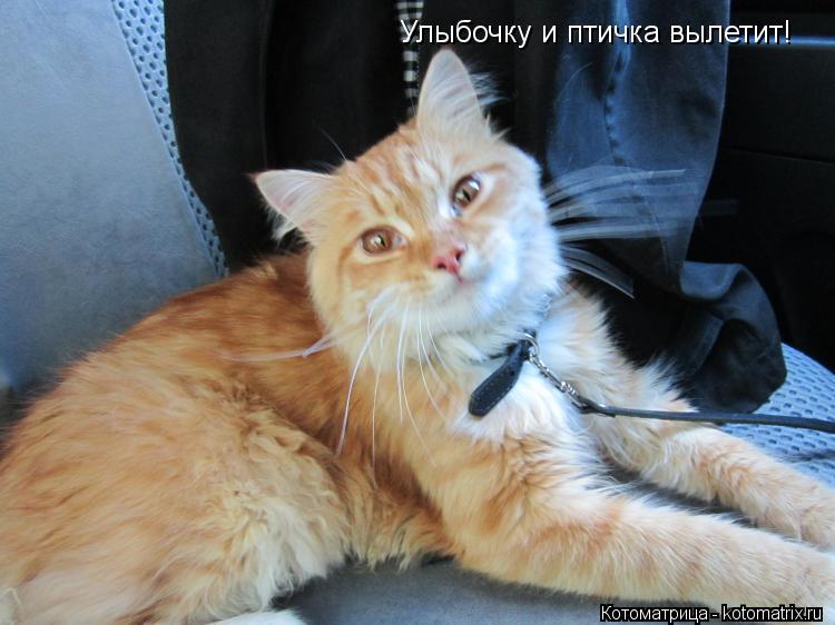 Котоматрица: Улыбочку и птичка вылетит!