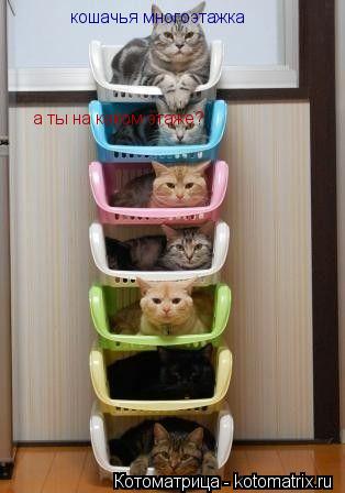 кошачья многоэтажка а ты на каком этаже?... Котоматрица: кошачья многоэтажка а ты на каком этаже?