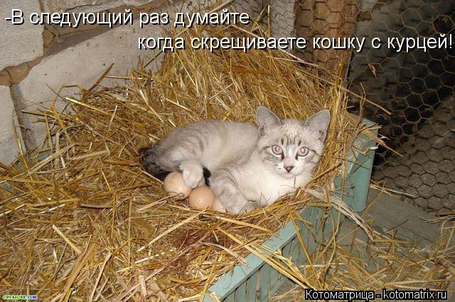 -В следующий раз думайте когда скрещиваете кошку с курцей!... Котоматрица: -В следующий раз думайте когда скрещиваете кошку с курцей!