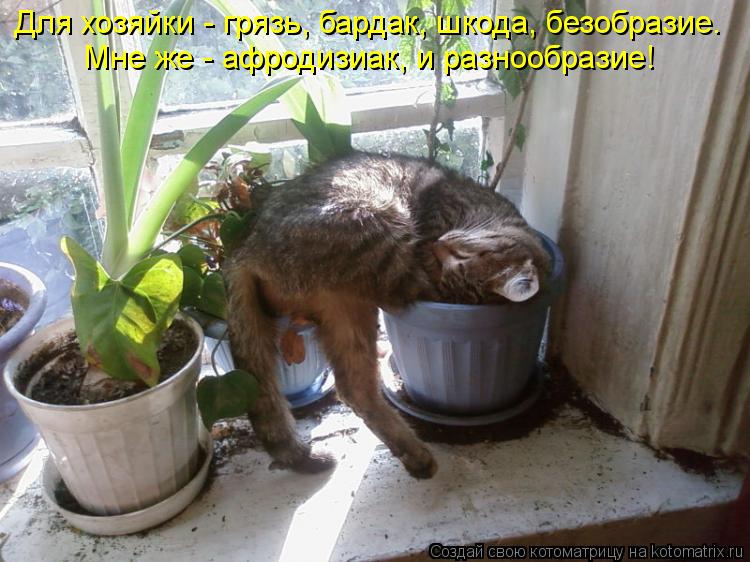 Котоматрица: Для хозяйки - грязь, бардак, шкода, безобразие.  Мне же - афродизиак, и разнообразие!
