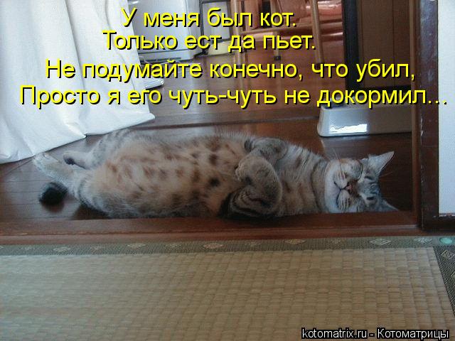 У меня был кот. Только ест да пьет. Не подумайте конечно, что убил, Просто я его чуть-чуть не докорми... Котоматрица: У меня был кот. Только ест да пьет. Не подумайте конечно, что убил, Просто я его чуть-чуть не докормил...