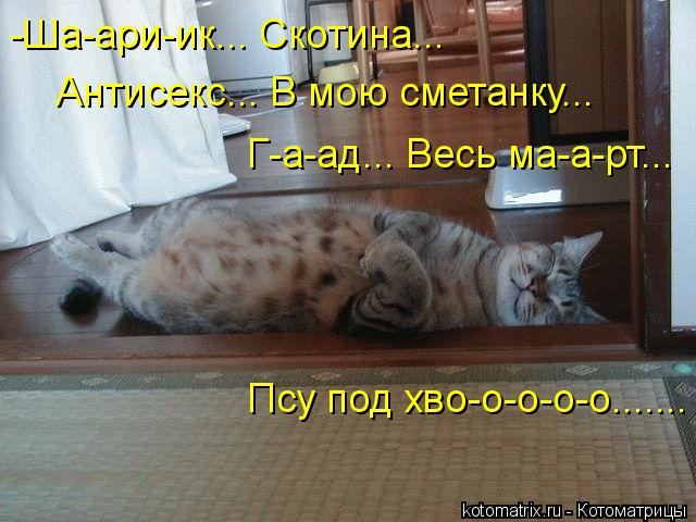 Котоматрица: -Ша-ари-ик... Скотина... Антисекс... В мою сметанку... Г-а-ад... Весь ма-а-рт... Псу под хво-о-о-о-о.......