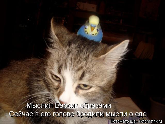 Котоматрица: Мыслил Барсик образами. Сейчас в его голове бродили мысли о еде.