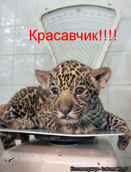 Красавчик!!!!... Котоматрица: Красавчик!!!!
