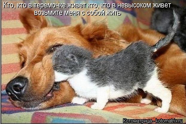 Котоматрица: Кто, кто в теремочке живет кто, кто в невысоком живет возьмите меня с собой жить