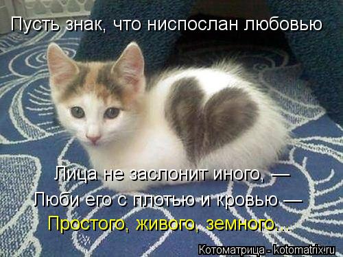 Котоматрица: Пусть знак, что ниспослан любовью Лица не заслонит иного, — Люби его с плотью и кровью — Простого, живого, земного...