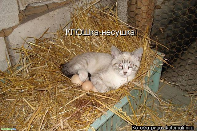Котоматрица: КЛОШка-несушка!