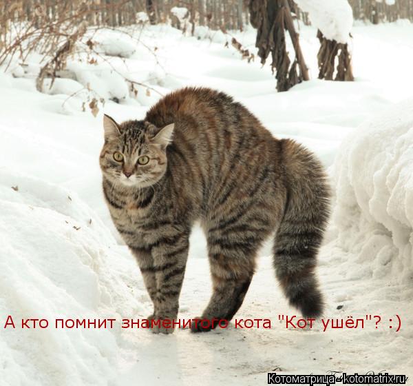 А кто помнит знаменитого кота "Кот ушёл"? :)... Котоматрица: А кто помнит знаменитого кота "Кот ушёл"? :)