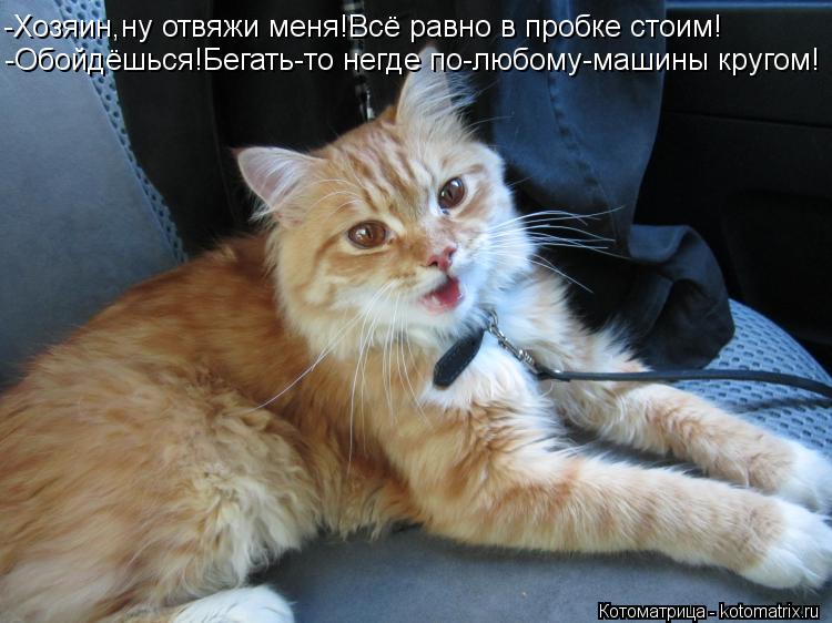 -Хозяин,ну отвяжи меня!Всё равно в пробке стоим! -Обойдёшься!Бегать-то негде по-любому-машины кругом!... Котоматрица: -Хозяин,ну отвяжи меня!Всё равно в пробке стоим! -Обойдёшься!Бегать-то негде по-любому-машины кругом!