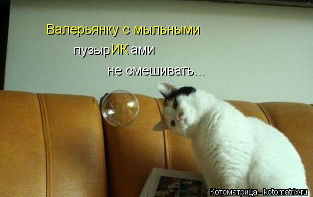 Котоматрица: пузыр ИК ами не смешивать... Валерьянку с мыльными