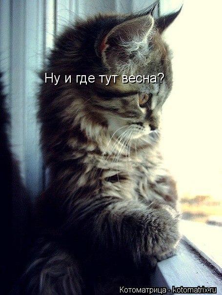 Котоматрица: Ну и где тут весна?