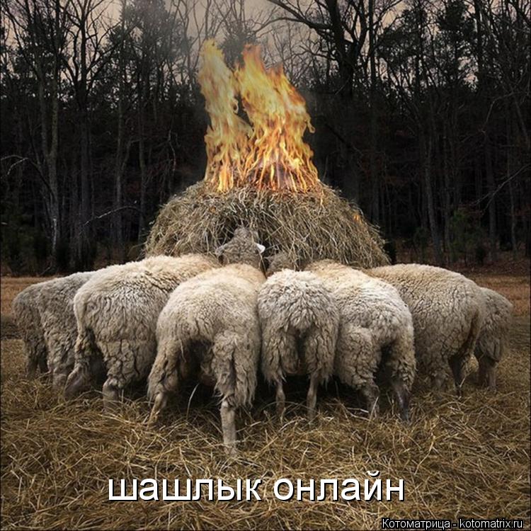 Котоматрица: шашлык онлайн
