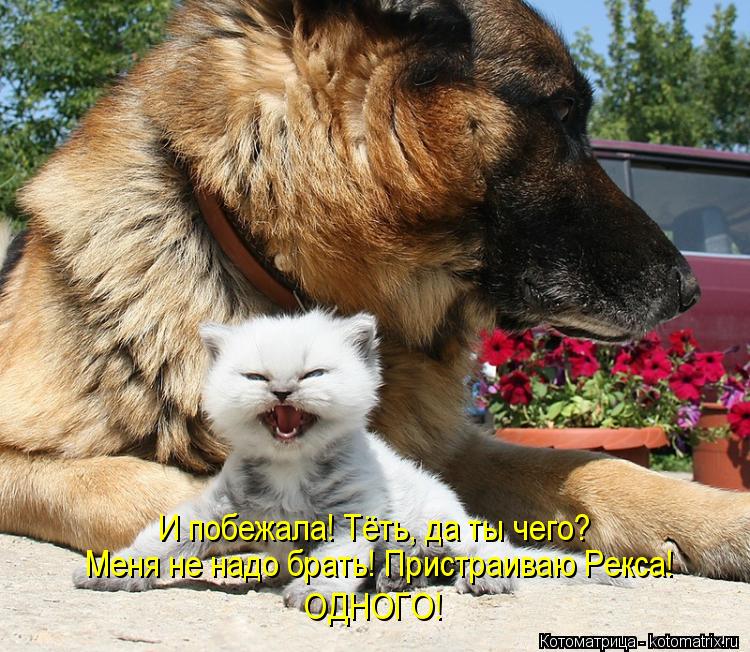 Котоматрица: И побежала! Тёть, да ты чего? Меня не надо брать! Пристраиваю Рекса! ОДНОГО!