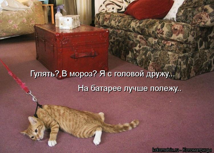 Котоматрица: Гулять? В мороз? Я с головой дружу... На батарее лучше полежу..