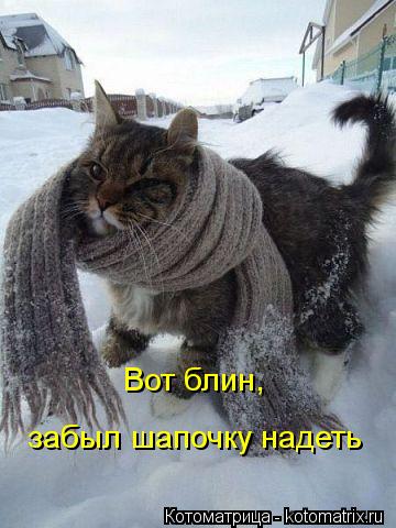 Котоматрица: Вот блин, забыл шапочку надеть