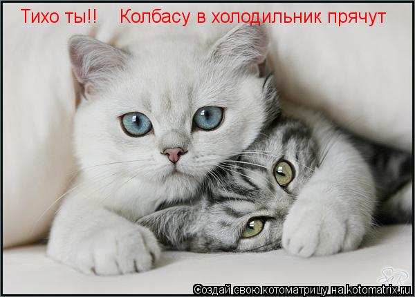 Котоматрица: Тихо ты!! Колбасу в холодильник прячут
