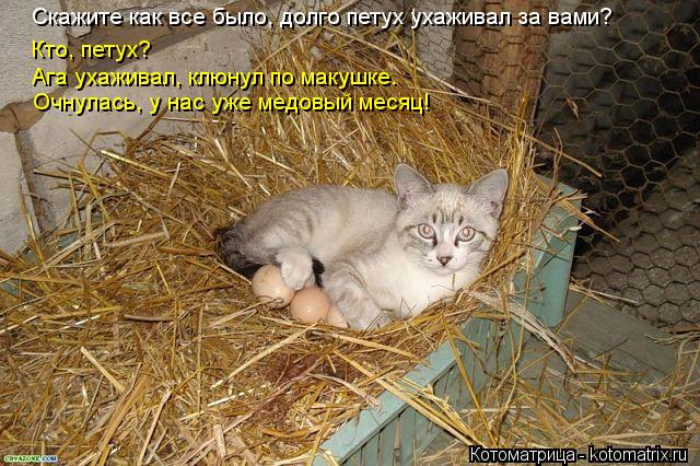 Котоматрица: Скажите как все было, долго петух ухаживал за вами? Кто, петух? Ага ухаживал, клюнул по макушке. Очнулась, у нас уже медовый месяц!
