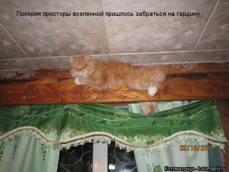 Котоматрица: Покоряя просторы вселенной пришлось забраться на гардину