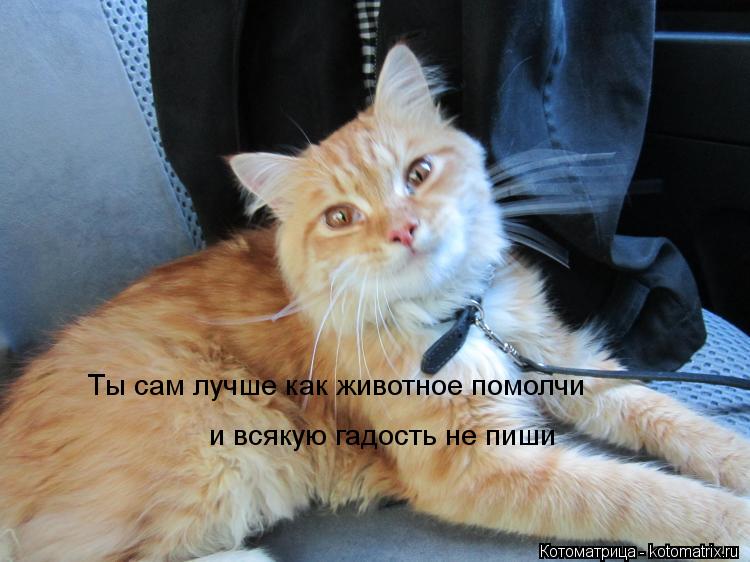 Котоматрица: Ты сам лучше как животное помолчи  и всякую гадость не пиши