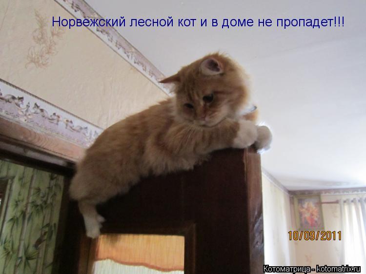 Котоматрица: Норвежский лесной кот и в доме не пропадет!!!