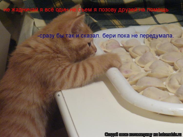 Котоматрица: не жадничай я всё один не съем я позову друзей на помощь  -сразу бы так и сказал. бери пока не передумала.