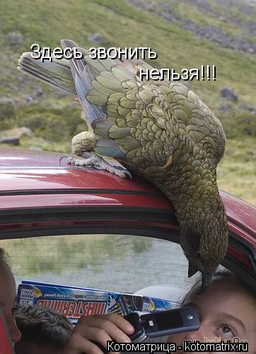 Здесь звонить нельзя!!!... Котоматрица: Здесь звонить нельзя!!!