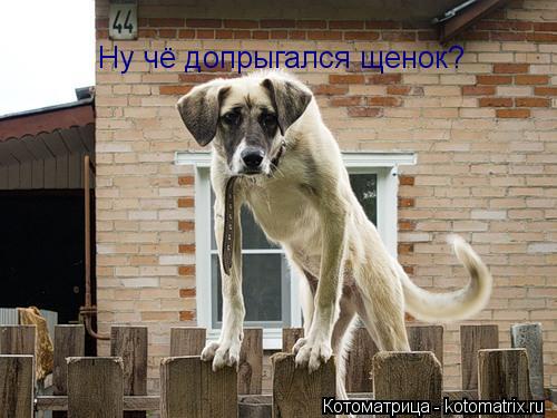 Котоматрица: Ну чё допрыгался щенок?