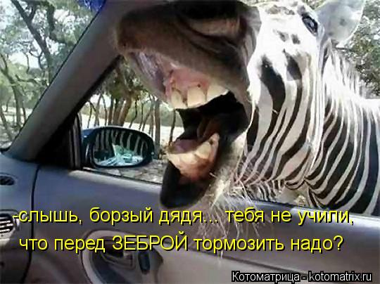 Котоматрица: -слышь, борзый дядя... тебя не учили, что перед ЗЕБРОЙ тормозить надо?