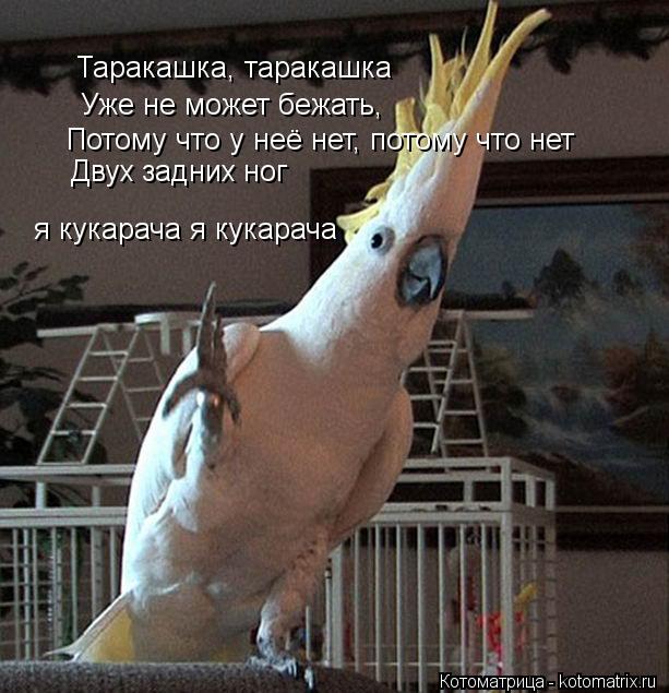 Таракашка, таракашка Уже не может бежать, Потому что у неё нет, потому что нет Двух задних ног я кука... Котоматрица: Таракашка, таракашка Уже не может бежать, Потому что у неё нет, потому что нет Двух задних ног я кукарача я кукарача