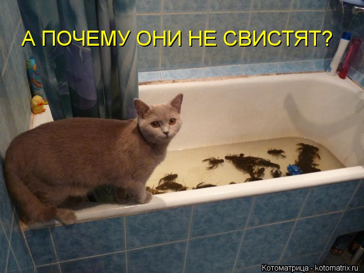 А ПОЧЕМУ ОНИ НЕ СВИСТЯТ?... Котоматрица: А ПОЧЕМУ ОНИ НЕ СВИСТЯТ?