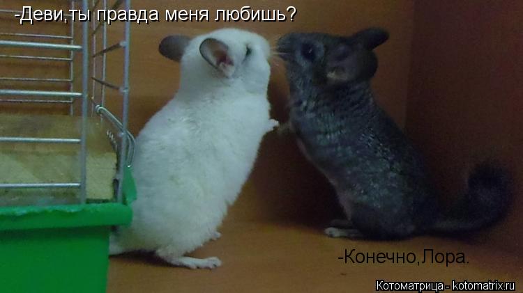 -Деви,ты правда меня любишь? -Конечно,Лора.... Котоматрица: -Деви,ты правда меня любишь? -Конечно,Лора.