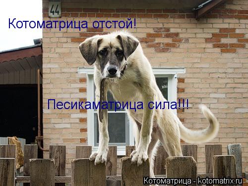 Котоматрица: Котоматрица отстой! Песикаматрица сила!!!