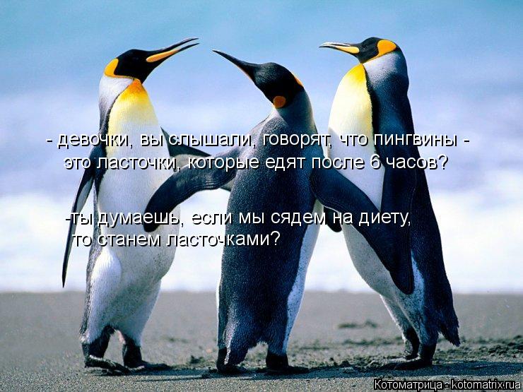 Котоматрица: - девочки, вы слышали, говорят, что пингвины -  это ласточки, которые едят после 6 часов? -ты думаешь, если мы сядем на диету,  то станем ласточка