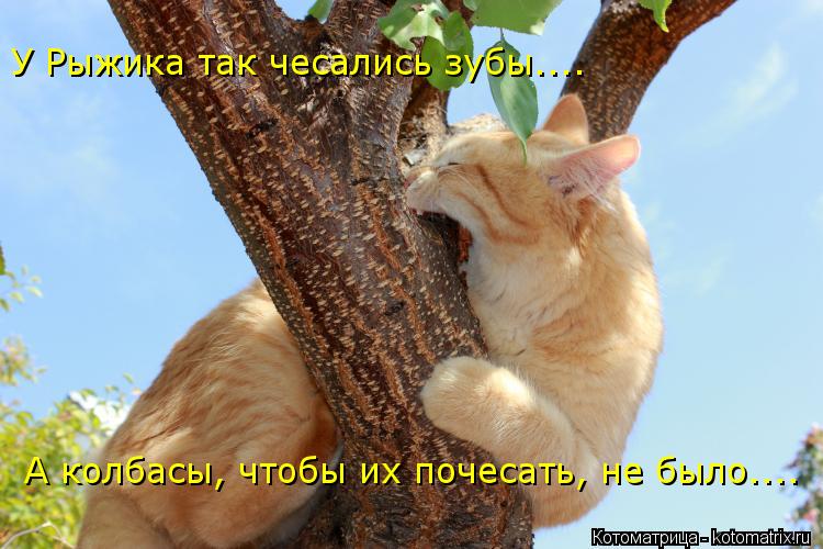 Котоматрица: У Рыжика так чесались зубы....  А колбасы, чтобы их почесать, не было....