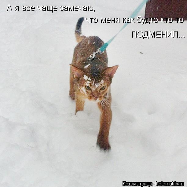 Котоматрица: А я все чаще замечаю, что меня как будто кто-то ПОДМЕНИЛ...