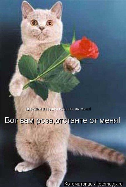 Котоматрица: Девушки девушки надоели вы меня! Девушки девушки надоели вы меня! Вот вам роза,отстанте от меня!