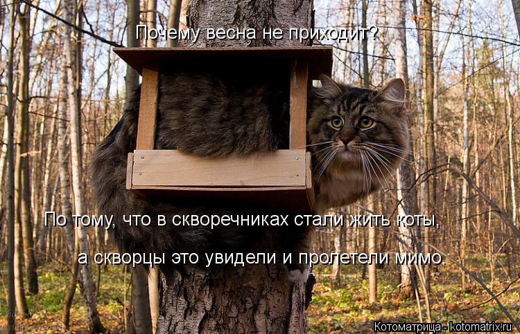 Котоматрица: Почему весна не приходит? а скворцы это увидели и пролетели мимо. По тому, что в скворечниках стали жить коты,