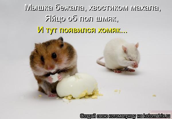 Котоматрица: Мышка бежала, хвостиком махала,  Яйцо об пол шмяк, И тут появился хомяк...