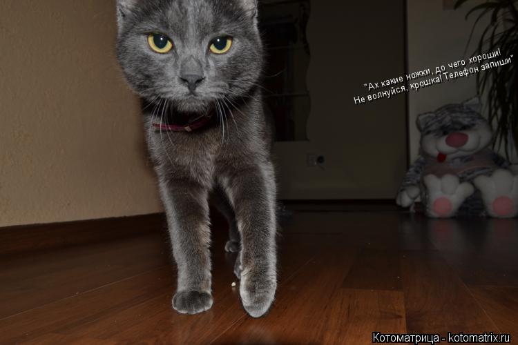 Котоматрица: "Ах какие ножки, до чего хороши! Не волнуйся, крошка! Телефон запиши"