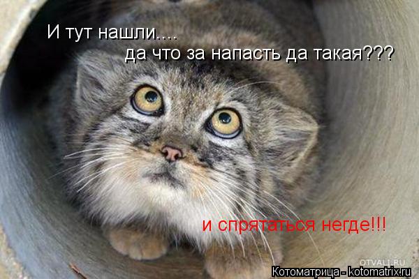Котоматрица: И тут нашли.... да что за напасть да такая??? и спрятаться негде!!!
