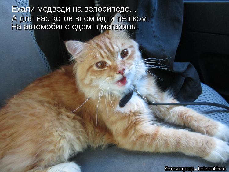 Котоматрица: Ехали медведи на велосипеде... А для нас котов влом идти пешком. На автомобиле едем в магазины.