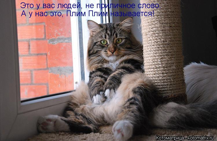 Котоматрица: Это у вас людей, не приличное слово. А у нас это, Плим Плим называется!