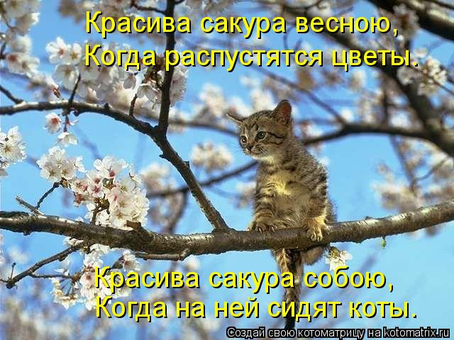 Котоматрица: Красива сакура собою,  Когда на ней сидят коты.   Красива сакура весною,  Когда распустятся цветы.