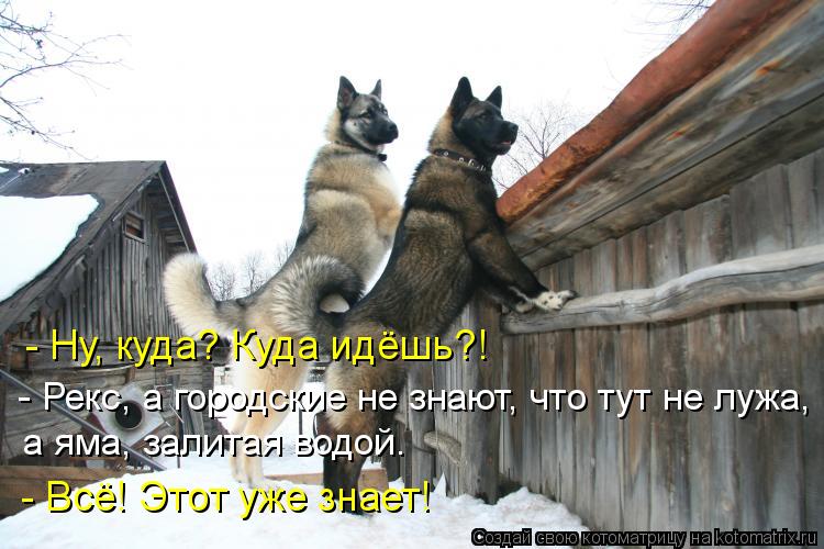 Котоматрица: - Ну, куда? Куда идёшь?! - Рекс, а городские не знают, что тут не лужа, а яма, залитая водой.   - Всё! Этот уже знает!