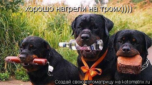 хорошо нагрели на троих))))... Котоматрица: хорошо нагрели на троих))))